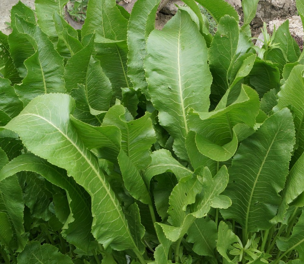 1 Armoracia Rusticana