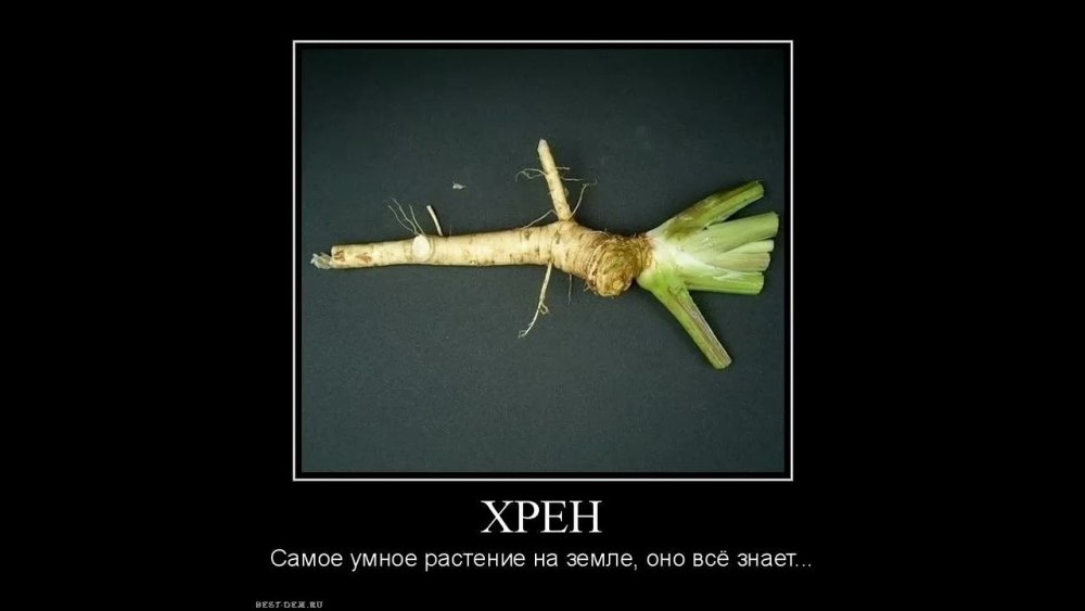 Хрен самое умное растение
