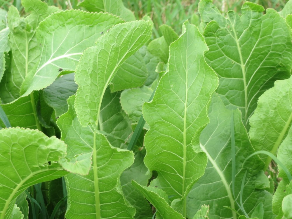 Armoracia Rusticana