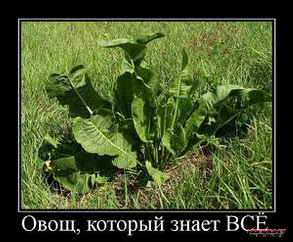 Веселый хрен