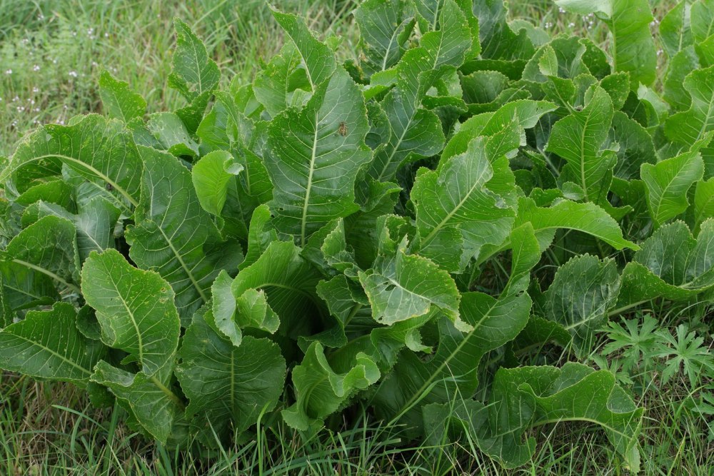 Armoracia Rusticana